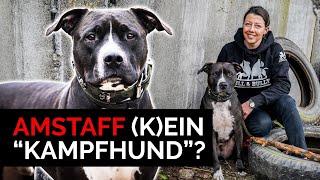 American Staffordshire Terrier ein Kampfhund? Amstaff Rasseportrait, Vorurteile & Training mit Kathi