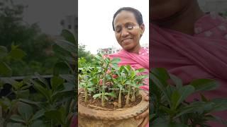 Adenium Plant CareAdenium Ke Beej Kaise Lagaye#ashasgardenstory#shorts