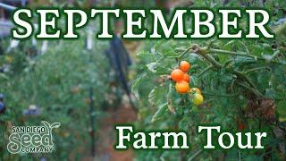 September Garden Tour | Update on San Diego Seed Company's Urban Farm