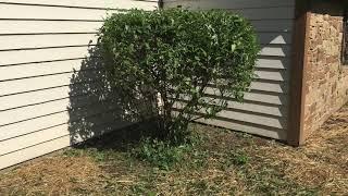 River Rock install & Red Mulch & trimming bushes