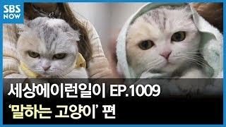 SBS [순간포착 세상에 이런일이] -말하는 고양이/ 'What on Earth!' Ep.1009 review