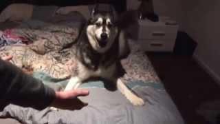 Angry husky telling us off for leaving him