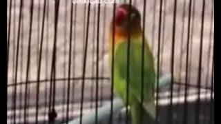 Lovebird Juara Ngekek Panjang