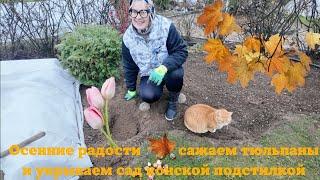 Осенние радости: сажаем тюльпаны и укрываем сад конской  подстилкой.