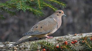 Mourning Dove coo song call sounds whistle mix for 1 hour