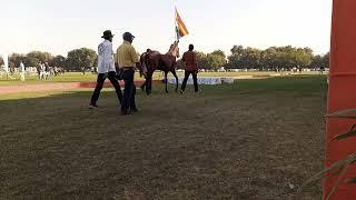 Jodhpur marwari horse show 2023