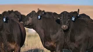 Basin Angus - A Lasting Legacy Elite Female Sale 2024