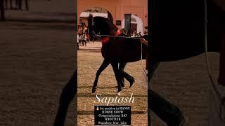 Congratulations stallion Saptash 1st at ransi horse show 2024 alsobest animal of the show