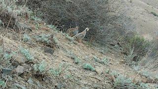 Шикори Кабк Keklik avi tuzakla Охота на куропатка Partridge hunting Kabk shikar شکار کبک Chukar avi