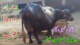 Pure Nili Ravi Buffalo's for sale in punjab pakistan on youtube 27 October 2024