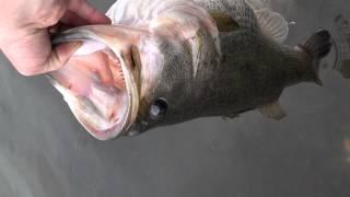 Delta Shell Cracker Top water 8lbs