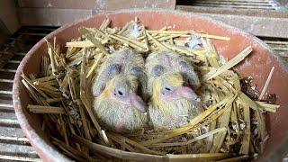 Brieftauben Ringe aufziehen /racing pigeons put on the first rings