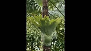 Platycerium​ Coronarium, platycerium​ Holttumii​.#justmeneena