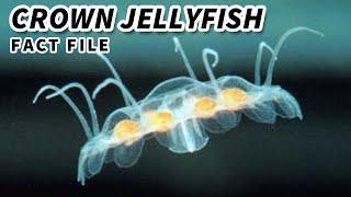 Crown Jellyfish Facts: the ROYAL JELLYFISH | Animal Fact Files