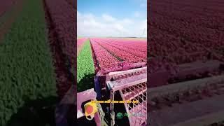 Tulip Bulb Harvest Season #tulips #agritech #shorts