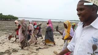 Greening the Coastline: Steps towards Re- afforestation in Ramisi.