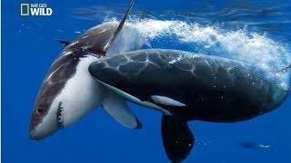 National Geographic Documentary - The Greatest Apex Predators on Earth - New Documentary HD 2018