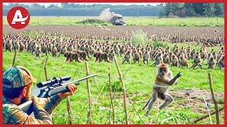 How Do American Farmers Battle Rebellious Creatures: Deal With Million Of Baboons By Guns And Traps