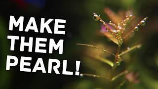 Make Your Aquarium Plants Pearl Like Magic – Here's How!