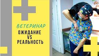 Работа в Ветеринарной клинике Ожидание vs РЕАЛЬНОСТЬ