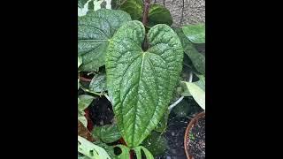 PLANTS