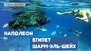 Рыба НАПОЛЕОН Гриша / ЕГИПЕТ + /Рыба Красное море/! Наполеон + "ГРИША" ~ Египет & Шарм Эль Шейх :))