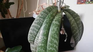 Орхидея Phal. schilleriana с гигантским цветоносом