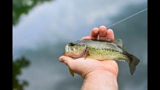 2024 Ohio's Top 10 lakes for Large mouth Bass