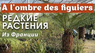 A l’ombre des figuiersРедкие растения со всех уголков планеты из Франции