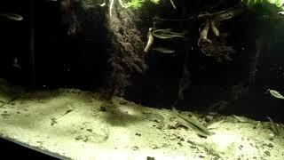 River Iput, under the overhanging bush, sandy shallows, Surazh, Russia, 280 L