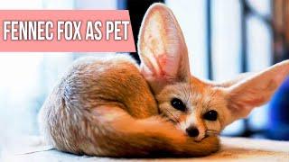 Should You Keep Fennec Fox as a Pet?