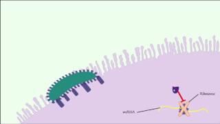 E. coli 0157:H7 Part 2 - Pathogenesis & Complications