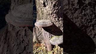 Разрушающий грибТрутовик окаймлённый  Fomitopsis pinicola  Сапрофит  mushroom.
