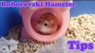 Roborovski Dwarf Hamster Tips and Facts