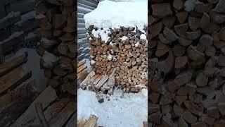 Мой верный пёс Тулан #будниолега #собака #собакадляохоты