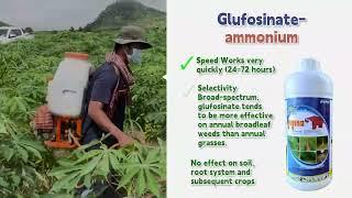 How are weeds removed from cassava? Quickly increase your cassava yield！