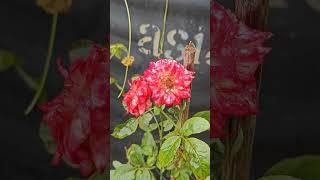 #gardenflowers #flowers #trending #nature #viral #youtubeshorts #beautiful #shorts #ytshorts