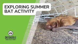 Exploring Summer Bat Activity With Skedaddle Humane Wildlife Control