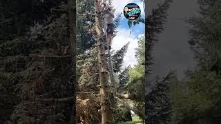Stihl Chainsaw Mishap Cutting Down a Tree  Falling Ladder Chainsaw Professional arborist Tree Cutter
