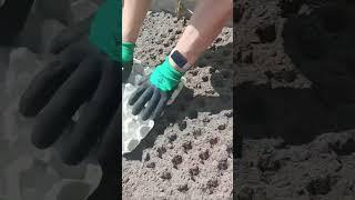 лайфхак для посадки редьки и редиса #огород #редис #редька #лайфхак