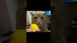 Lemon    #cat #cursedcat #meme #memes #cats #comedy #funny