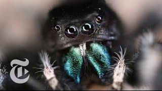 Inside a Jumping Spider’s Brain | ScienceTake | The New York Times