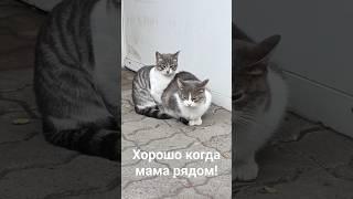 Кошка с котёнком, просто прелесть, смотреть не пересмотреть)