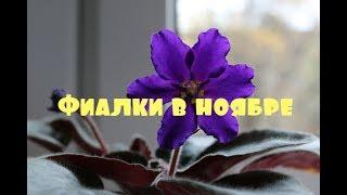 Что цветет в ноябре Фиалки и другие растения