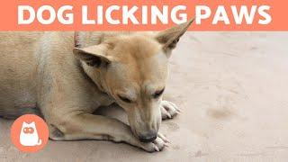 My Dog Keeps LICKING Their PAWS  (Why and What to Do)