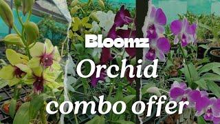 Dendrobium Orchid Combo offer. Buy any 3 orchids@Rs.800+CC. WhatsApp 9544400005