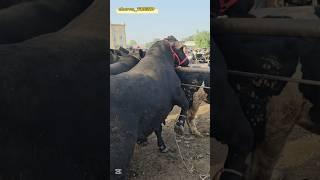 2 bosh Aberdin Angus buqalar 95 million so‘mga sotilmadi!!  #angus #simmental #sharolle #aulikol
