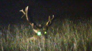 Pennsylvania Elk Rut 2024 - Part 4: Elk with Broken Antler