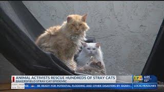 Animal activists save hundreds of stray cats across Bakersfield