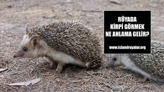 Rüyada Kirpi Görmek Ne Anlama Gelir? Rüya Tabirleri